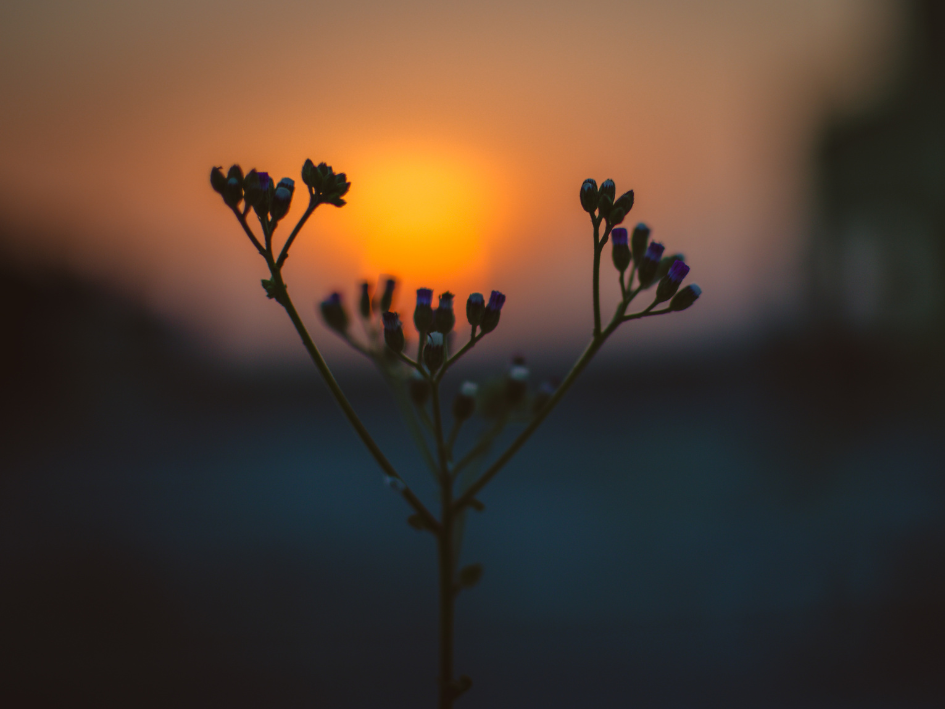 Trauerfeier_Isabelle Armani_Freie Rednerin