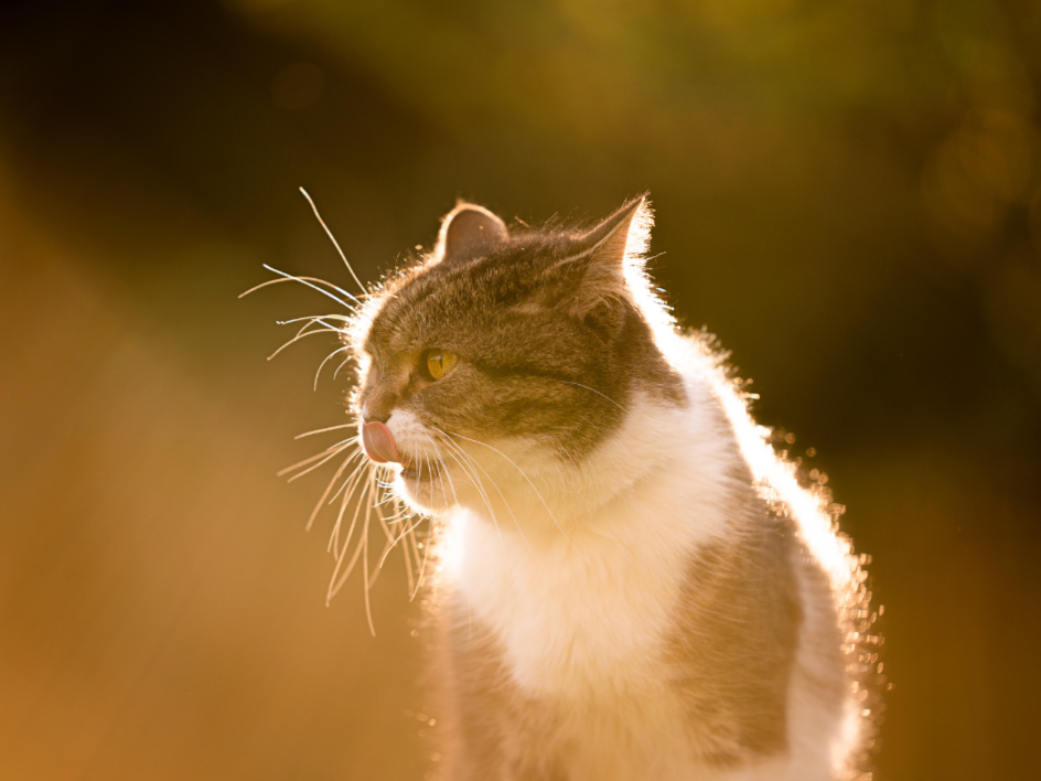 Tiertrauerfeier_Brandenburg_Isabelle Armani