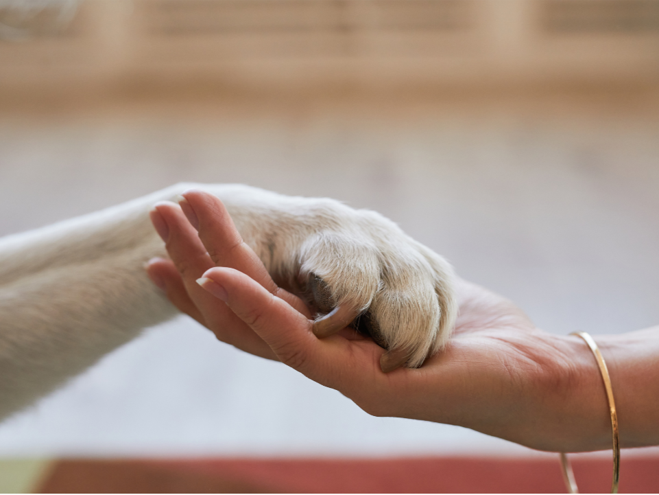 Tiertrauer_Isabelle Armani_Freie Rednerin